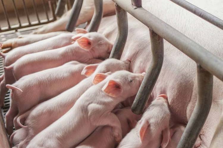 健康和经济：肉猪养殖环境除湿 猪舍除湿机